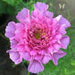Rose Bon Bon Cosmos Seeds online shopping