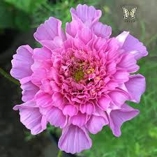Rose Bon Bon Cosmos Seeds online shopping