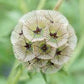 Paper Moon Scabiosa Seeds online shopping