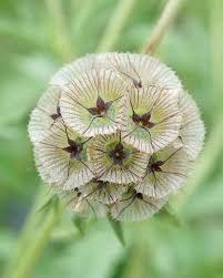 Paper Moon Scabiosa Seeds online shopping