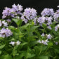 Blue Panther Nepeta Seeds online shopping