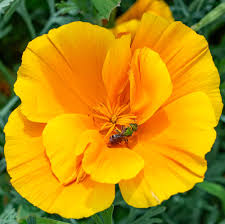 Lady Marmalade California Poppy Seeds online shopping