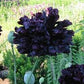 Black Peony Poppy Seeds online shopping