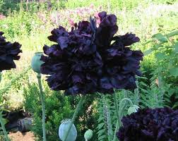 Black Peony Poppy Seeds online shopping