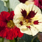 Bloody Mary Nasturtium Seeds online shopping