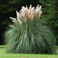 White Pampas Grass Seeds online shopping