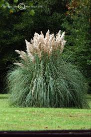White Pampas Grass Seeds online shopping