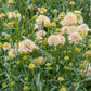 Fata Morgana Scabiosa Seeds online shopping