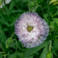 Amazing Grey Poppy Seeds online shopping
