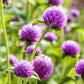 Lavender Lady Gomphrena Seeds online shopping