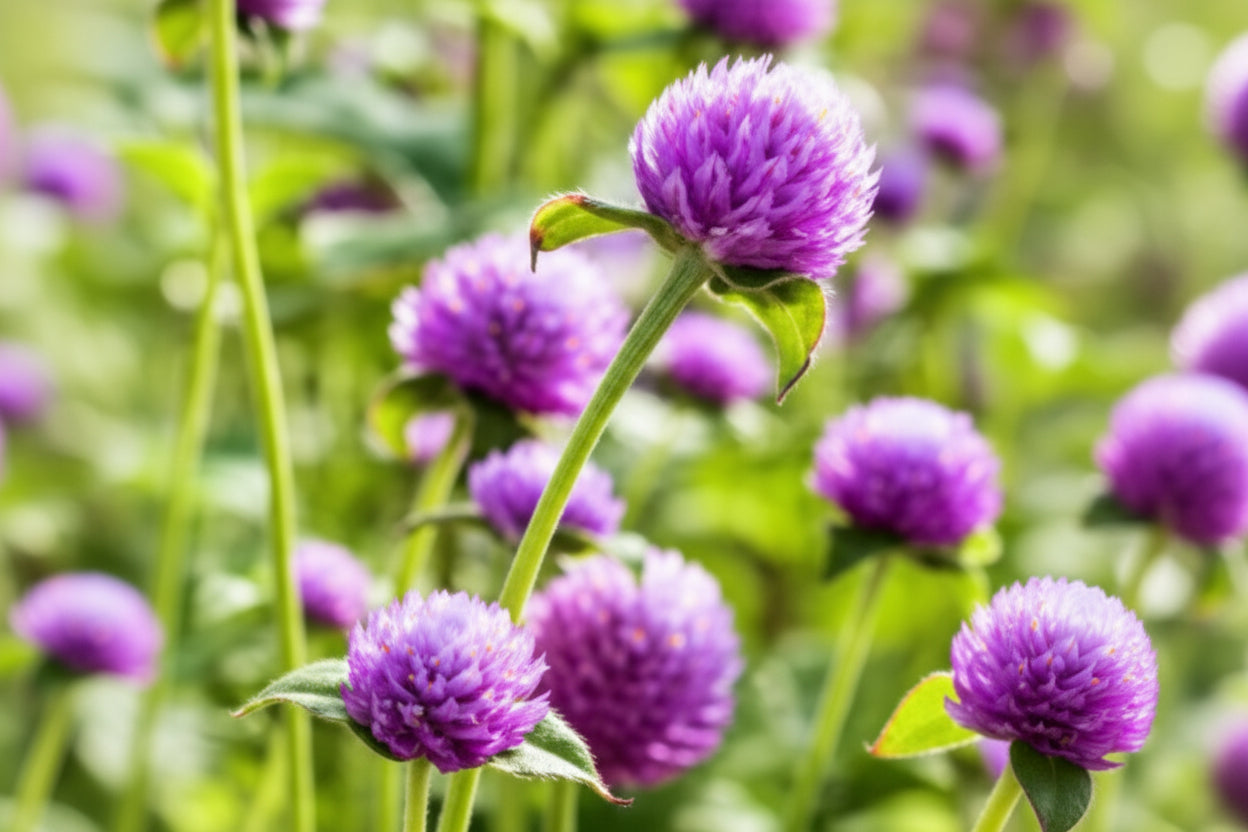 Lavender Lady Gomphrena Seeds online shopping