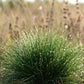 Sheep Fescue Grass Seeds online shopping