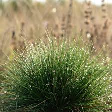 Sheep Fescue Grass Seeds online shopping