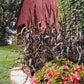 Purple Majesty Millet Seeds online shopping