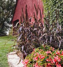 Purple Majesty Millet Seeds online shopping