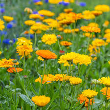 Pacific Beauty Mix Calendula Seeds online shopping