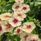 Cherry Caramel Phlox Seeds online shopping