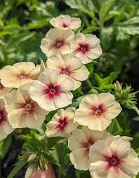 Cherry Caramel Phlox Seeds online shopping