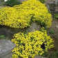 Basket of Gold Aurinia Seeds online shopping