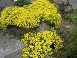 Basket of Gold Aurinia Seeds online shopping