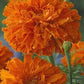 Kees' Orange Marigold Seeds online shopping