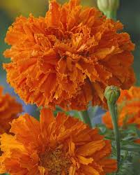 Kees' Orange Marigold Seeds online shopping
