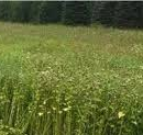 Fall Soil Builder Blend Seeds online shopping