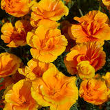 Lady Marmalade California Poppy Seeds online shopping