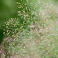 Cloud Grass Seeds online shopping