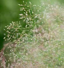 Cloud Grass Seeds online shopping