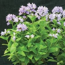 Blue Panther Nepeta Seeds online shopping