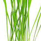 Cat Grass Seeds online shopping