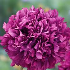 Purple Peony Poppy Seeds online shopping