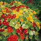 Tip Top Alaska Mix Nasturtium Seeds online shopping