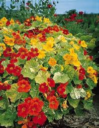 Tip Top Alaska Mix Nasturtium Seeds online shopping