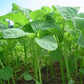 Callaloo Amaranth Seeds online shopping