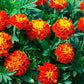 Red Cherry Marigold Seeds online shopping