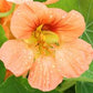 Tip Top Alaska Salmon Nasturtium Seeds online shopping
