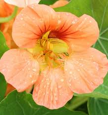Tip Top Alaska Salmon Nasturtium Seeds online shopping