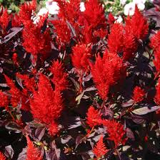 China Town Celosia Seeds online shopping