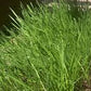 Cat Grass Seeds online shopping