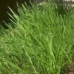 Cat Grass Seeds online shopping