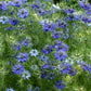 Persian Jewels Nigella Seeds online shopping