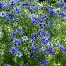 Persian Jewels Nigella Seeds online shopping