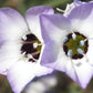Bird's Eyes Gilia Seeds online shopping