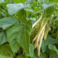 Gold Rush Bush Bean Seeds online shopping