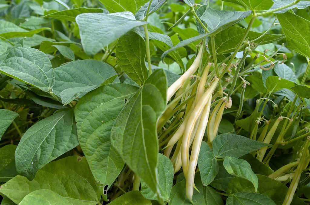 Gold Rush Bush Bean Seeds online shopping