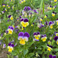 Johnny Jump Up Viola Seeds online shopping
