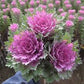Crane Feather Queen Ornamental Kale Seeds online shopping