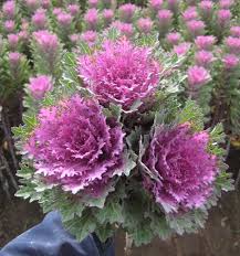 Crane Feather Queen Ornamental Kale Seeds online shopping